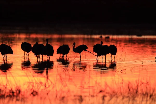 Sandhill Crane Bosque del Apache Reserva de Vida Selvagem Novo México EUA — Fotografia de Stock