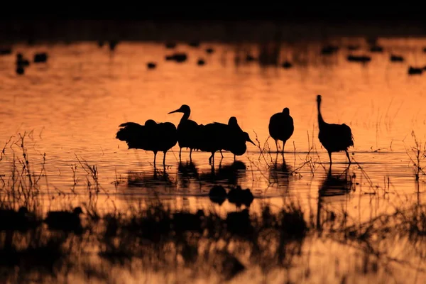 Sandhill Crane Bosque del Apache Reserva de Vida Selvagem Novo México EUA — Fotografia de Stock