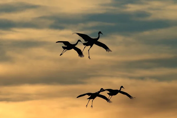 Sandhill Crane Bosque del Apache Vadrezervátum Új-Mexikó — Stock Fotó