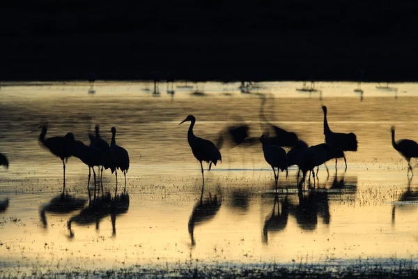 Sandhill Crane Bosque del Apache Reserva de Vida Selvagem Novo México EUA — Fotografia de Stock