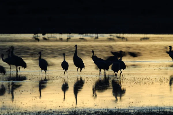 Sandhill Crane Bosque del Apache Reserva de Vida Selvagem Novo México EUA — Fotografia de Stock