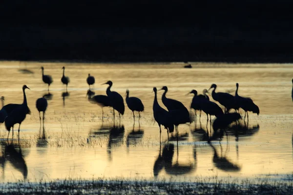 Sandhill Crane Bosque del Apache Reserva de Vida Selvagem Novo México EUA — Fotografia de Stock