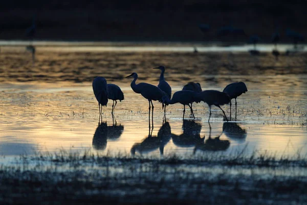 Sandhill Crane Bosque del Apache Reserva de Vida Selvagem Novo México EUA — Fotografia de Stock