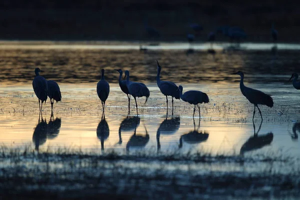 Sandhill Crane Bosque del Apache Reserva de Vida Selvagem Novo México EUA — Fotografia de Stock