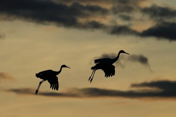 Sandhill Crane Bosque del Apache Vadrezervátum Új-Mexikó — Stock Fotó