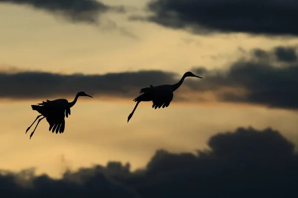 Sandhill Crane Bosque del Apache Vadrezervátum Új-Mexikó — Stock Fotó