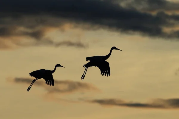 Sandhill Crane Bosque del Apache Vadrezervátum Új-Mexikó — Stock Fotó