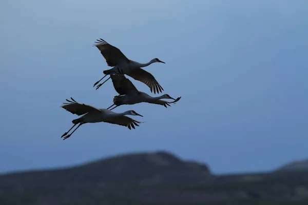 Sandhill Crane Bosque del Apache Vadrezervátum Új-Mexikó — Stock Fotó