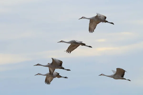 Sandhill Crane Bosque del Apache Reserva de Vida Selvagem Novo México EUA — Fotografia de Stock