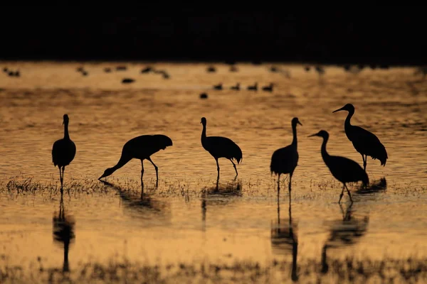 Sandhill Crane Bosque del Apache Wildlife Reserve New Mexico USA — 스톡 사진