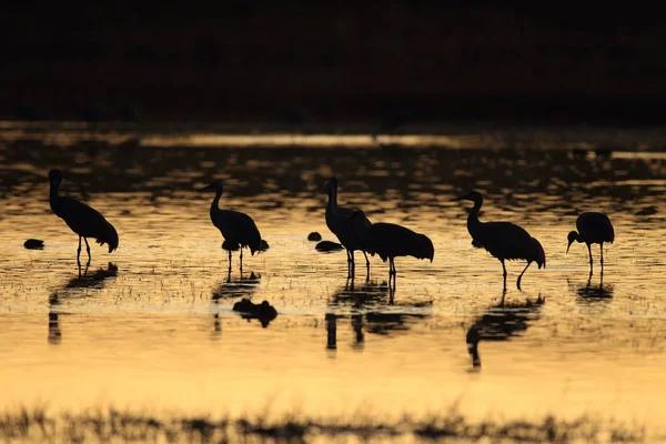 Sandhill Crane Bosque del Apache Wildlife Reserve New Mexico USA — Stock Photo, Image