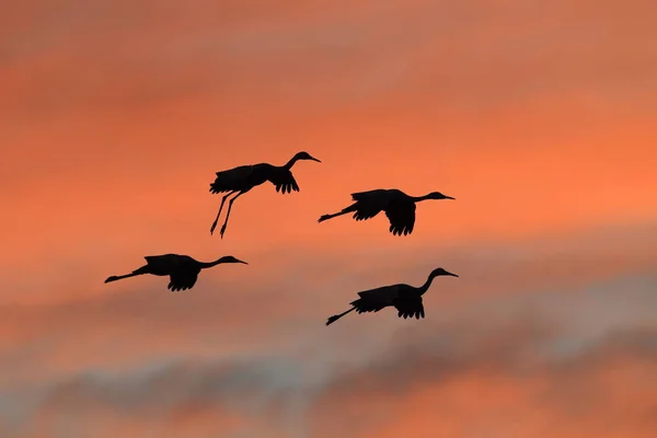 Grue du Canada Bosque del Apache Wildlife Reserve Nouveau-Mexique États-Unis — Photo