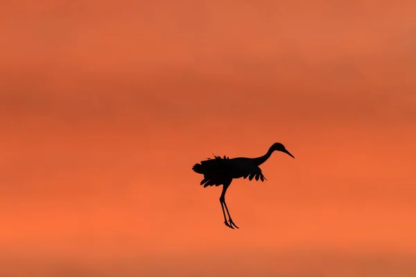 Sandhill Crane Bosque del Apache Wildlife Reserve New Mexico Usa — Stock fotografie