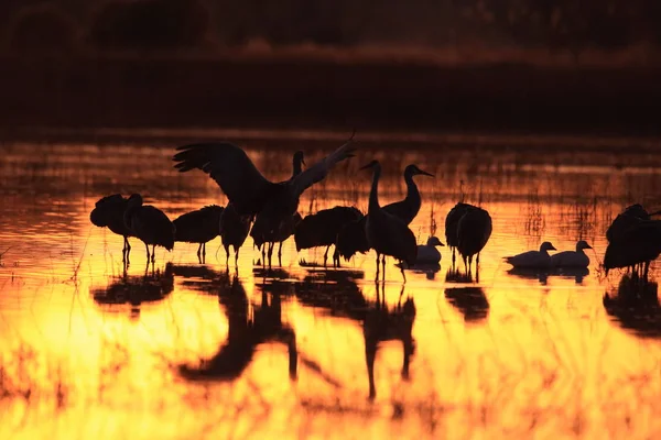 Sandhill Crane Bosque del Apache Reserva de Vida Selvagem Novo México EUA — Fotografia de Stock