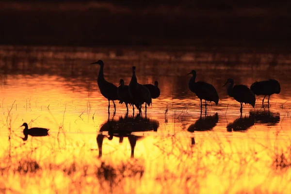 Sandhill Crane Bosque del Apache Reserva de Vida Selvagem Novo México EUA — Fotografia de Stock