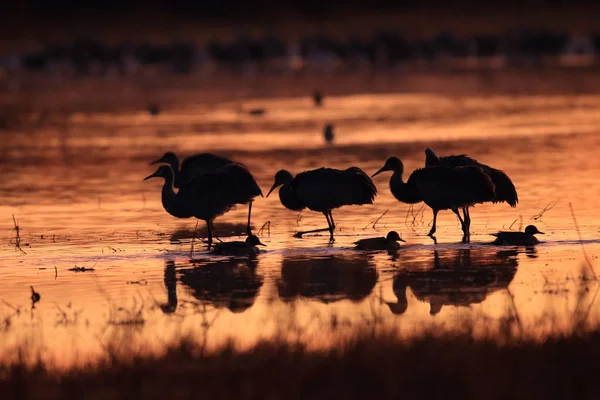 Sandhill Crane Bosque del Apache Reserva de Vida Selvagem Novo México EUA — Fotografia de Stock