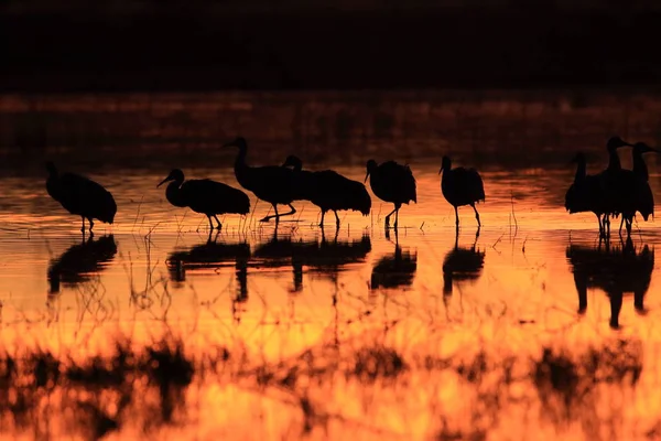 Sandhill Crane Bosque del Apache Reserva de Vida Selvagem Novo México EUA — Fotografia de Stock