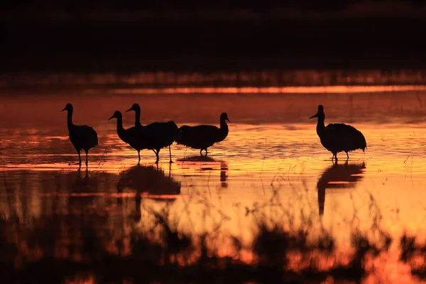 Sandhill Crane Bosque del Apache Vahşi Yaşam Rezervi New Mexico Usa — Stok fotoğraf