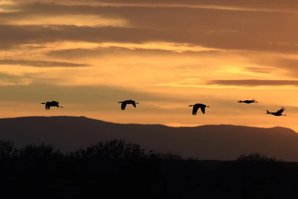 Sandhill Crane Bosque del Apache野生动物保护区新墨西哥州 — 图库照片