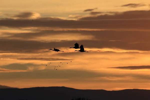 Sandhill Crane Bosque del Apache Wildlife Reserve New Mexico Usa — Stockfoto