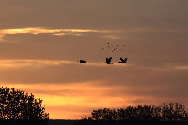 Sandhill Crane Bosque del Apache野生动物保护区新墨西哥州 — 图库照片