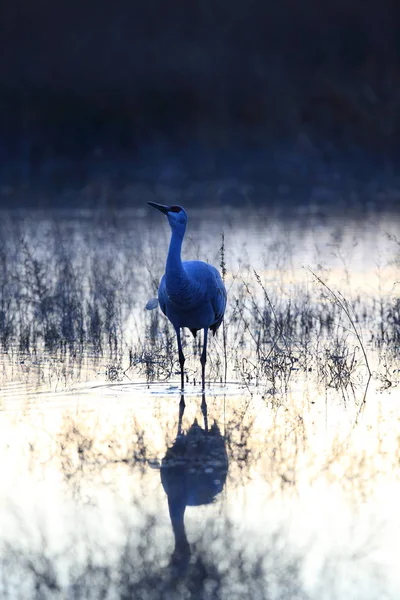 Grue du Canada Bosque del Apache Wildlife Reserve Nouveau-Mexique États-Unis — Photo