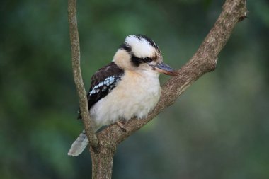 aughing kookaburra (Dacelo novaeguineae) Queensland , Australia clipart