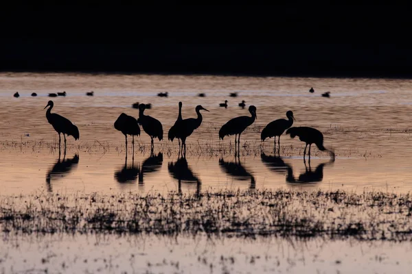 Sandhill Crane Bosque del Apache Vadrezervátum Új-Mexikó — Stock Fotó