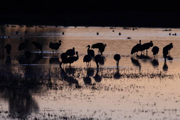 Sandhill Crane Bosque del Apache Wildlife Reserve New Mexico USA — Stock Photo, Image