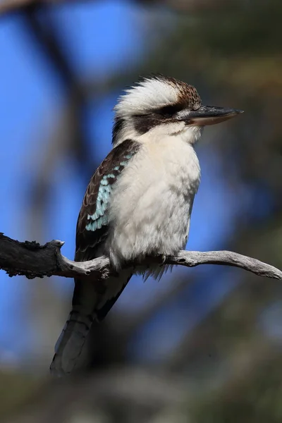 Aughing kookaburra (Dacelo novaeguineae)澳大利亚昆士兰州 — 图库照片