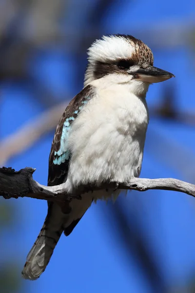 Auaning kookaburra (Dacelo novaeguineae) Queensland, Αυστραλία — Φωτογραφία Αρχείου