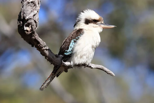 Auaning kookaburra (Dacelo novaeguineae) Queensland, Αυστραλία — Φωτογραφία Αρχείου