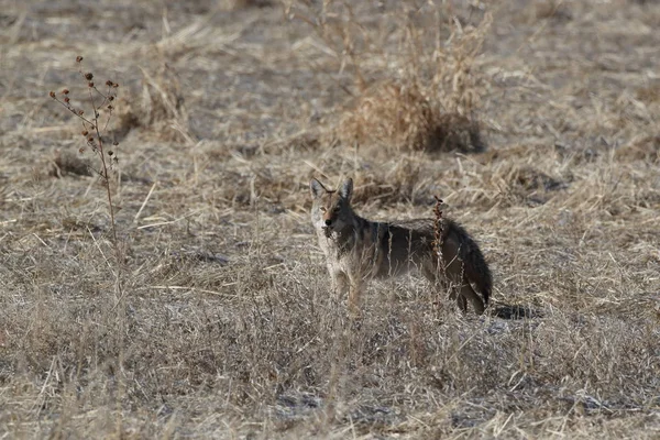 Kojot w Bosque del Apache narodowe schronienie dla dzikiej przyrody w New Mexi — Zdjęcie stockowe