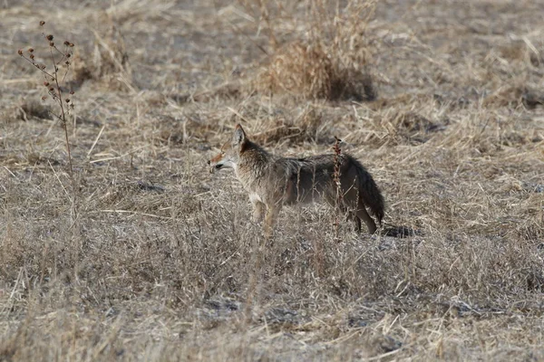 Coyote σε Bosque del Apache εθνικό καταφύγιο άγριας ζωής στη Νέα Mexi — Φωτογραφία Αρχείου