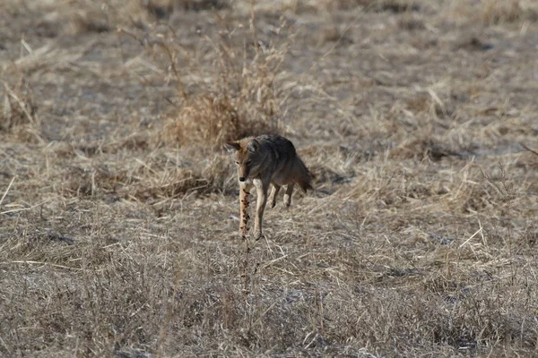 Kojot w Bosque del Apache narodowe schronienie dla dzikiej przyrody w New Mexi — Zdjęcie stockowe