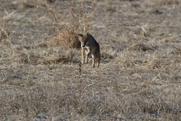 新墨西哥州Bosque del Apache的Coyote国家野生动物保护区 — 图库照片