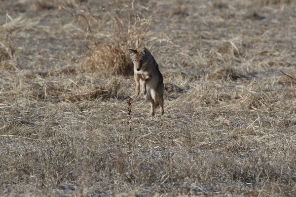 Kojot w Bosque del Apache narodowe schronienie dla dzikiej przyrody w New Mexi — Zdjęcie stockowe