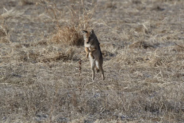 新墨西哥州Bosque del Apache的Coyote国家野生动物保护区 — 图库照片