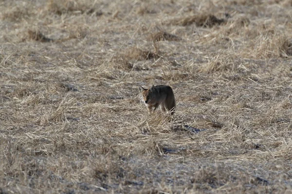 新墨西哥州Bosque del Apache的Coyote国家野生动物保护区 — 图库照片