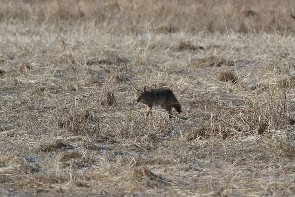 Kojot w Bosque del Apache narodowe schronienie dla dzikiej przyrody w New Mexi — Zdjęcie stockowe