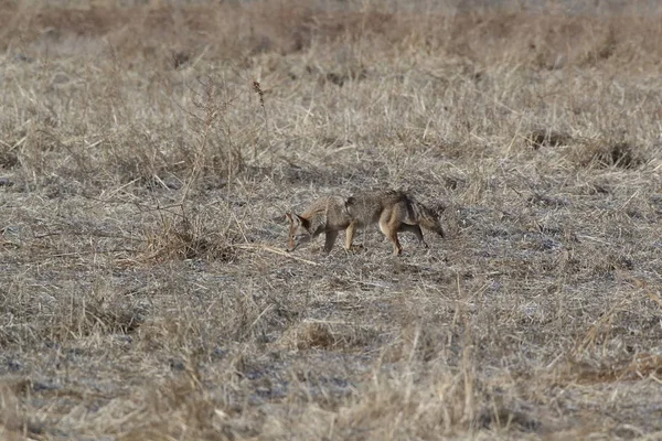 Kojot w Bosque del Apache narodowe schronienie dla dzikiej przyrody w New Mexi — Zdjęcie stockowe