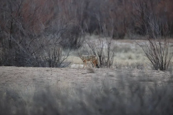 Coyote σε Bosque del Apache εθνικό καταφύγιο άγριας ζωής στη Νέα Mexi — Φωτογραφία Αρχείου