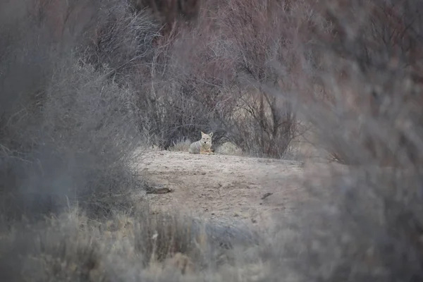 Kojote im bosque del apache Nationales Wildtierheim in New Mexico — Stockfoto