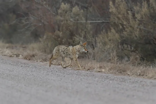 Coyote σε Bosque del Apache εθνικό καταφύγιο άγριας ζωής στη Νέα Mexi — Φωτογραφία Αρχείου