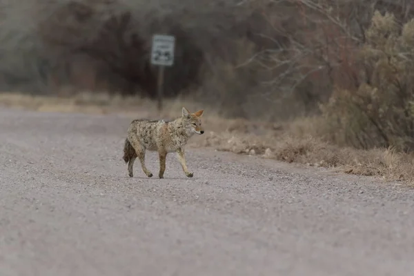 Coyote in Bosque del Apache Nationale schuilplaats voor wilde dieren in New Mexi — Stockfoto