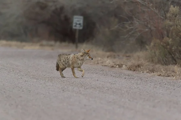 Kojote im bosque del apache Nationales Wildtierheim in New Mexico — Stockfoto