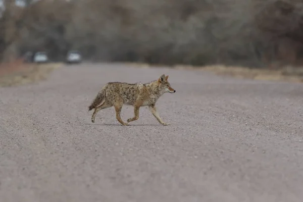 Coyote i Bosque del Apache nationell fristad för vilda djur i New Mexi — Stockfoto