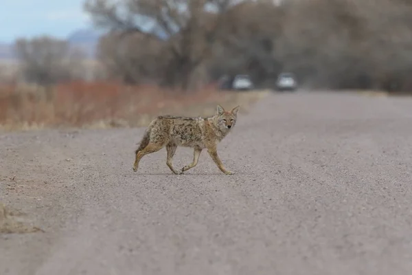 Kojote im bosque del apache Nationales Wildtierheim in New Mexico — Stockfoto