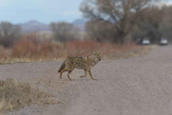 Coyote i Bosque del Apache nationell fristad för vilda djur i New Mexi — Stockfoto