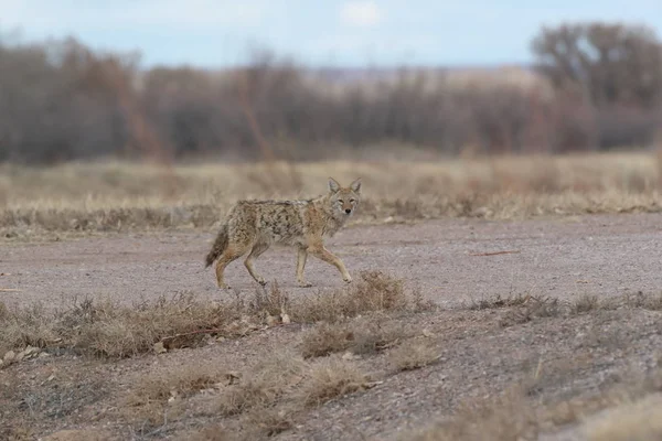 Coyote i Bosque del Apache nationell fristad för vilda djur i New Mexi — Stockfoto